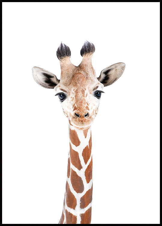 Babygirafaffiche