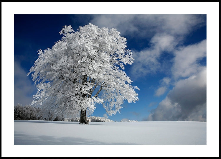 Witte Windbuche in het Zwarte Woud