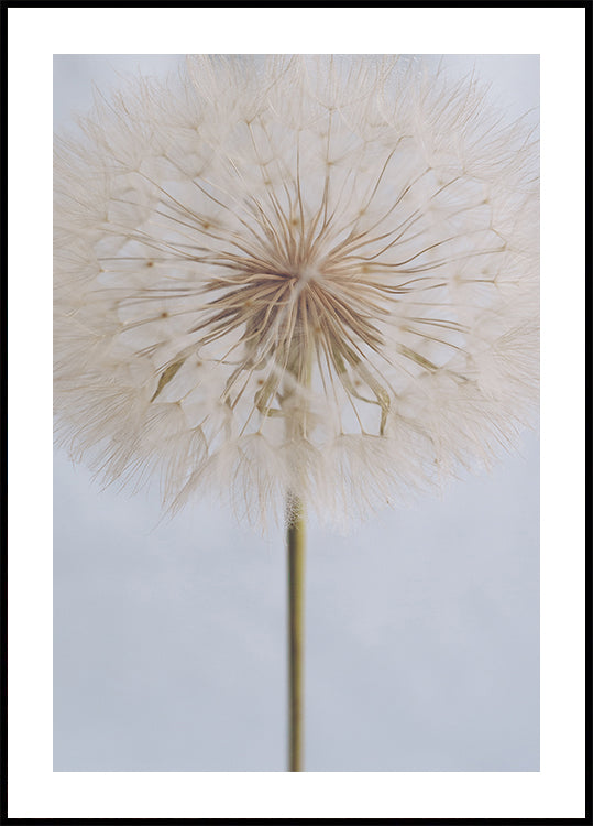 Fijne paardenbloem