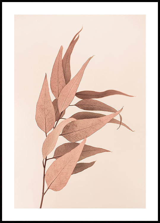 Gedroogde eucalyptus