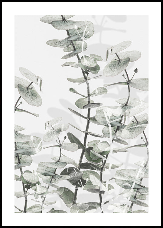 Eucalyptus nr. 3-poster