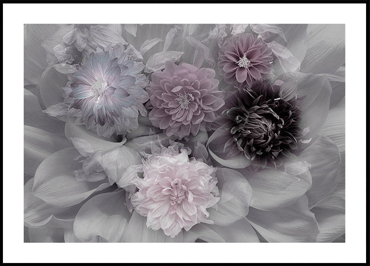 Dahlia-droom