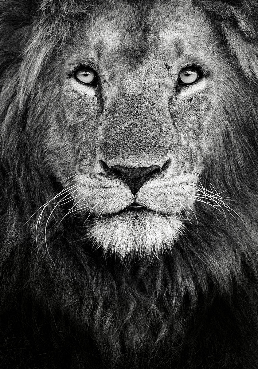 Koninklijke portretposter