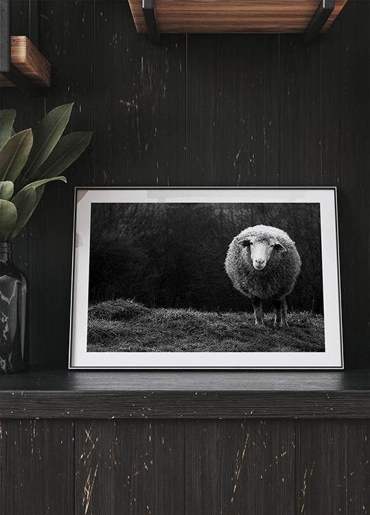 Benieuwd schapen