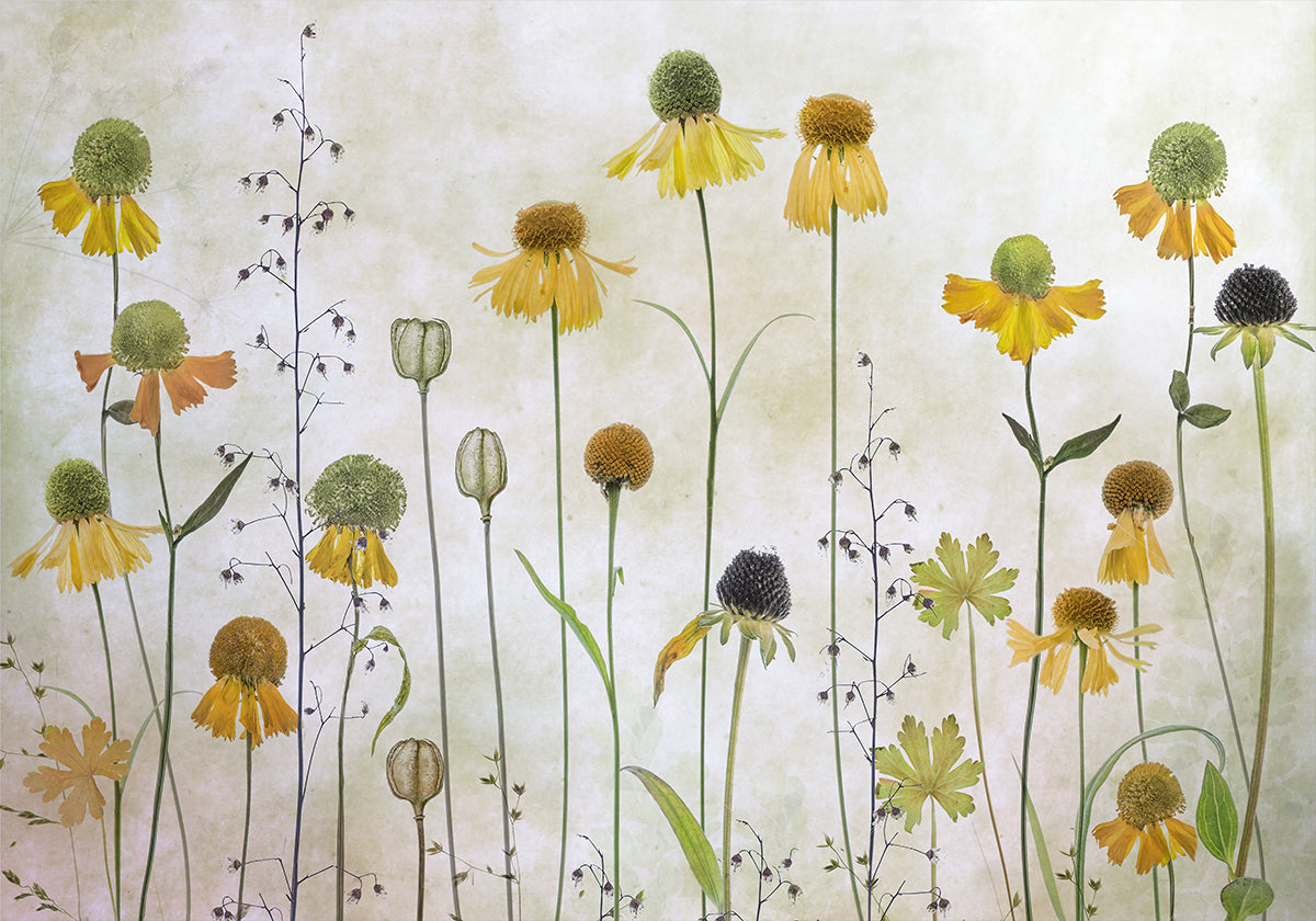 Helenium Poster