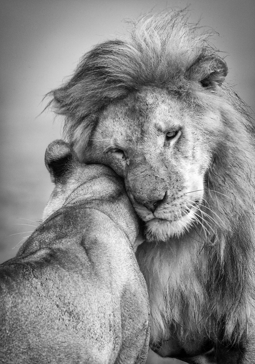 Afrikaanse liefde! Poster