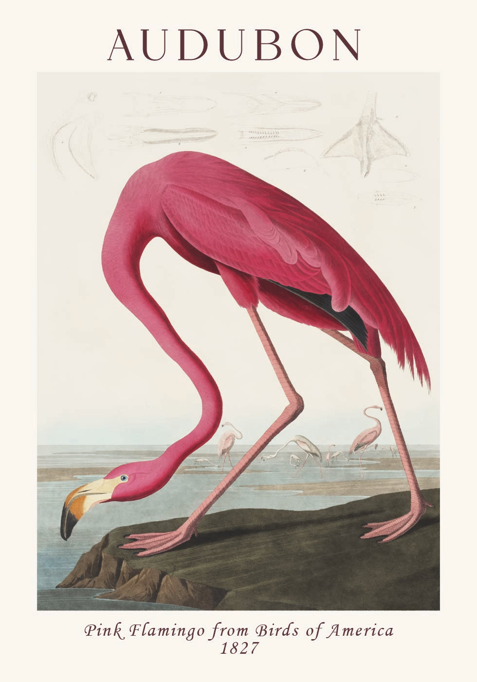Pink Flamingo Birds of America, Audubon 1827 Plakat - Posterbox.dk