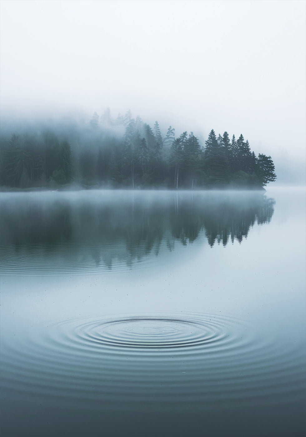 Water Ripples and Foggy Forest Plakat - Posterbox.dk