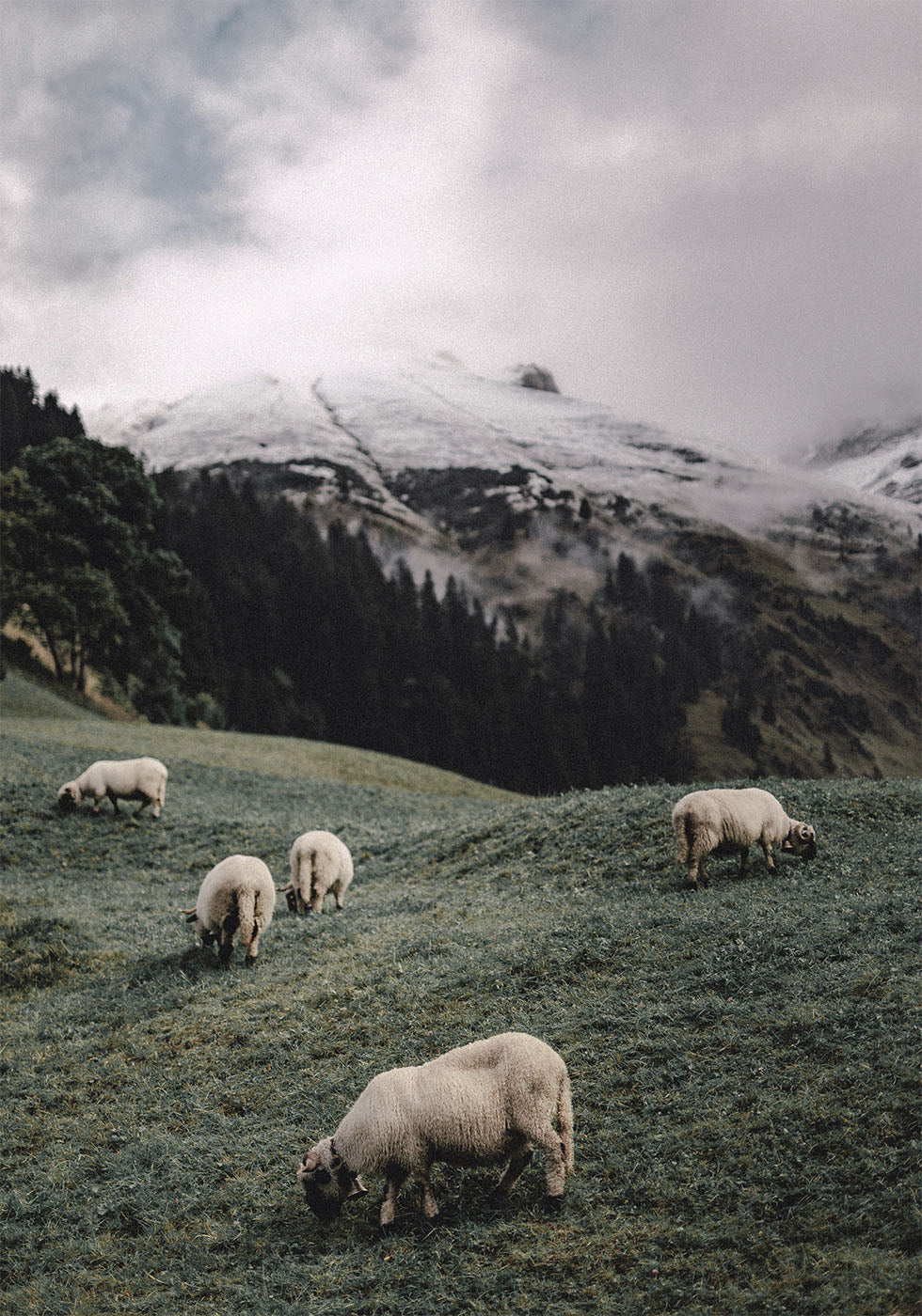 Sheep In The Alps Plakat - Posterbox.dk
