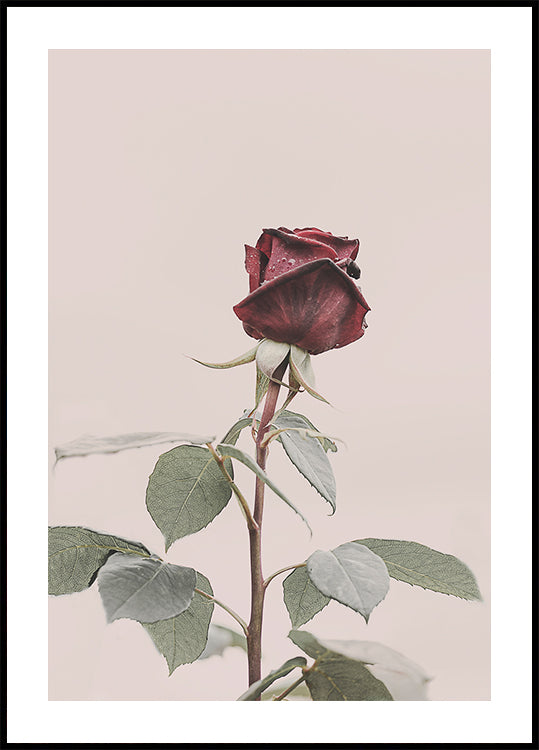 Rose Plakat - Posterbox