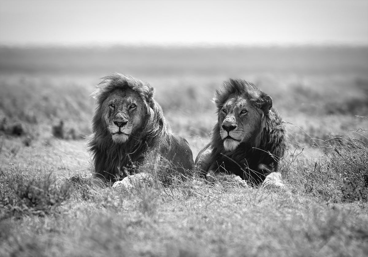 Two kings Plakat