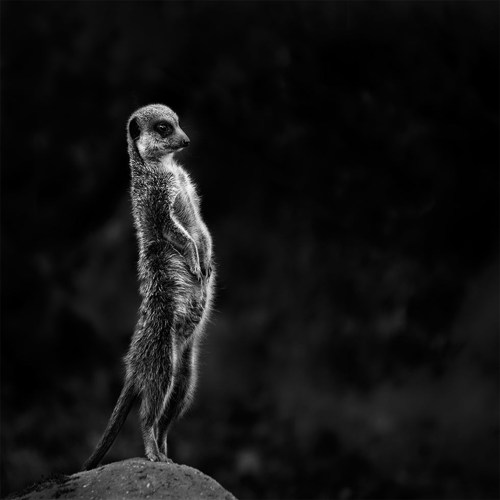 De meerkat-poster