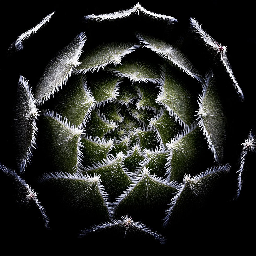 Sempervivum rozetposter