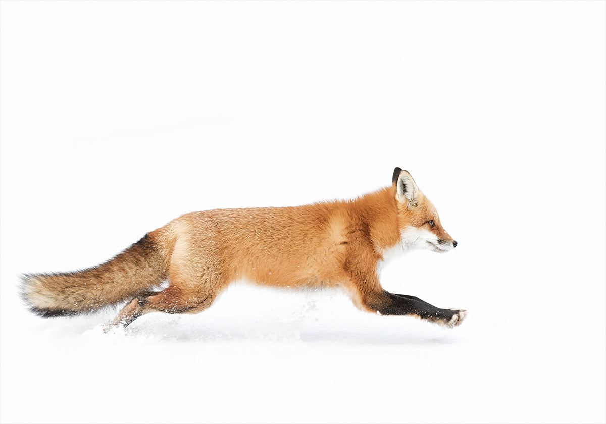 Red Fox on the run - Algonquin Park Plakat