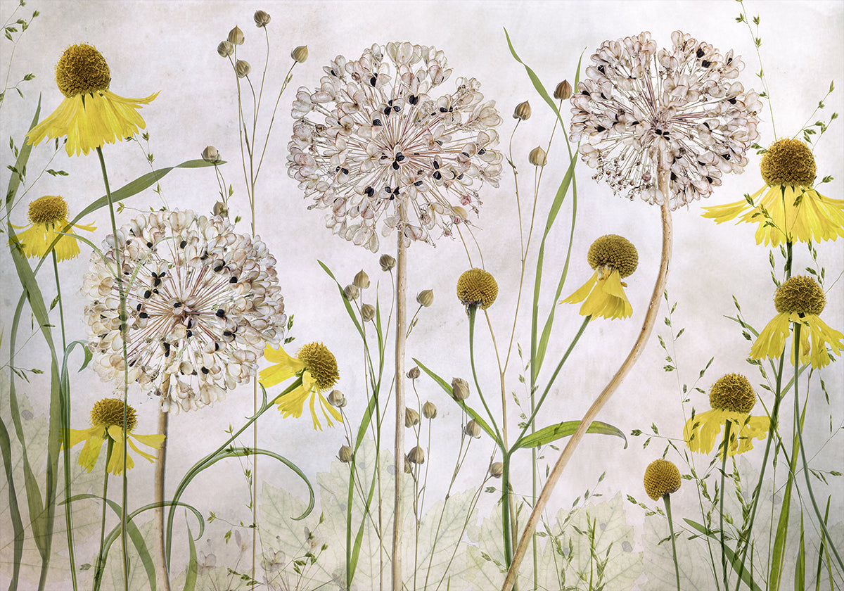 Alliums en Heleniums-poster