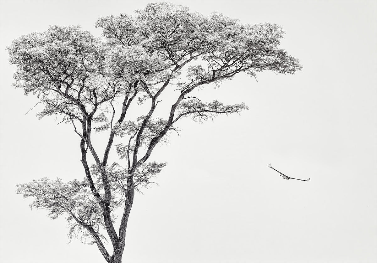 de Afrikaanse adelaarposter