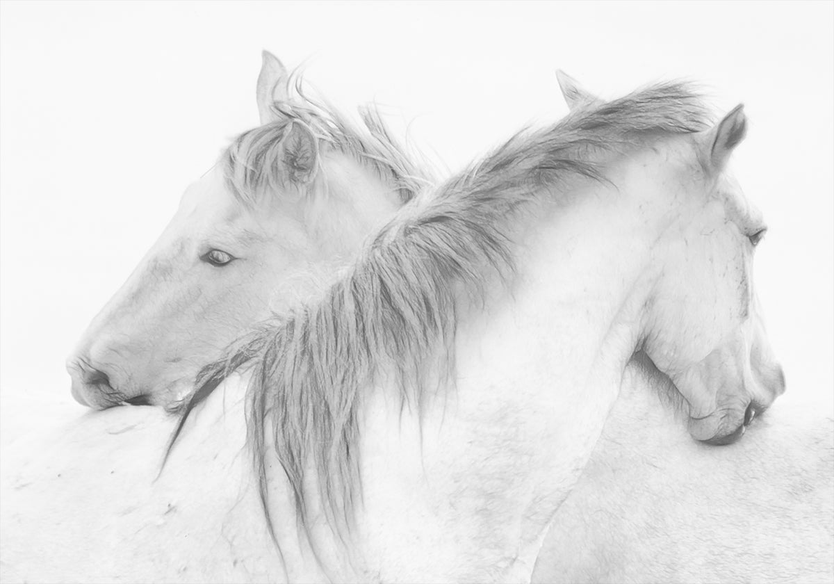 Paarden