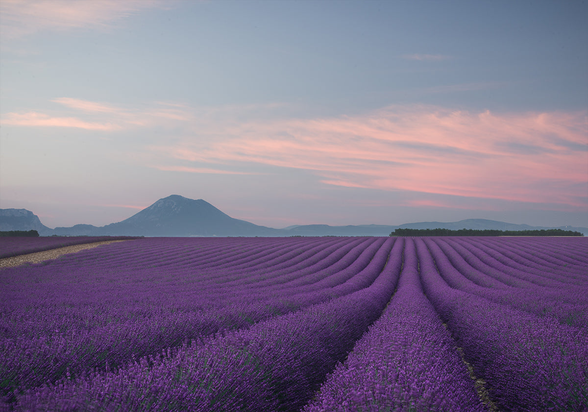 Lavendel veld