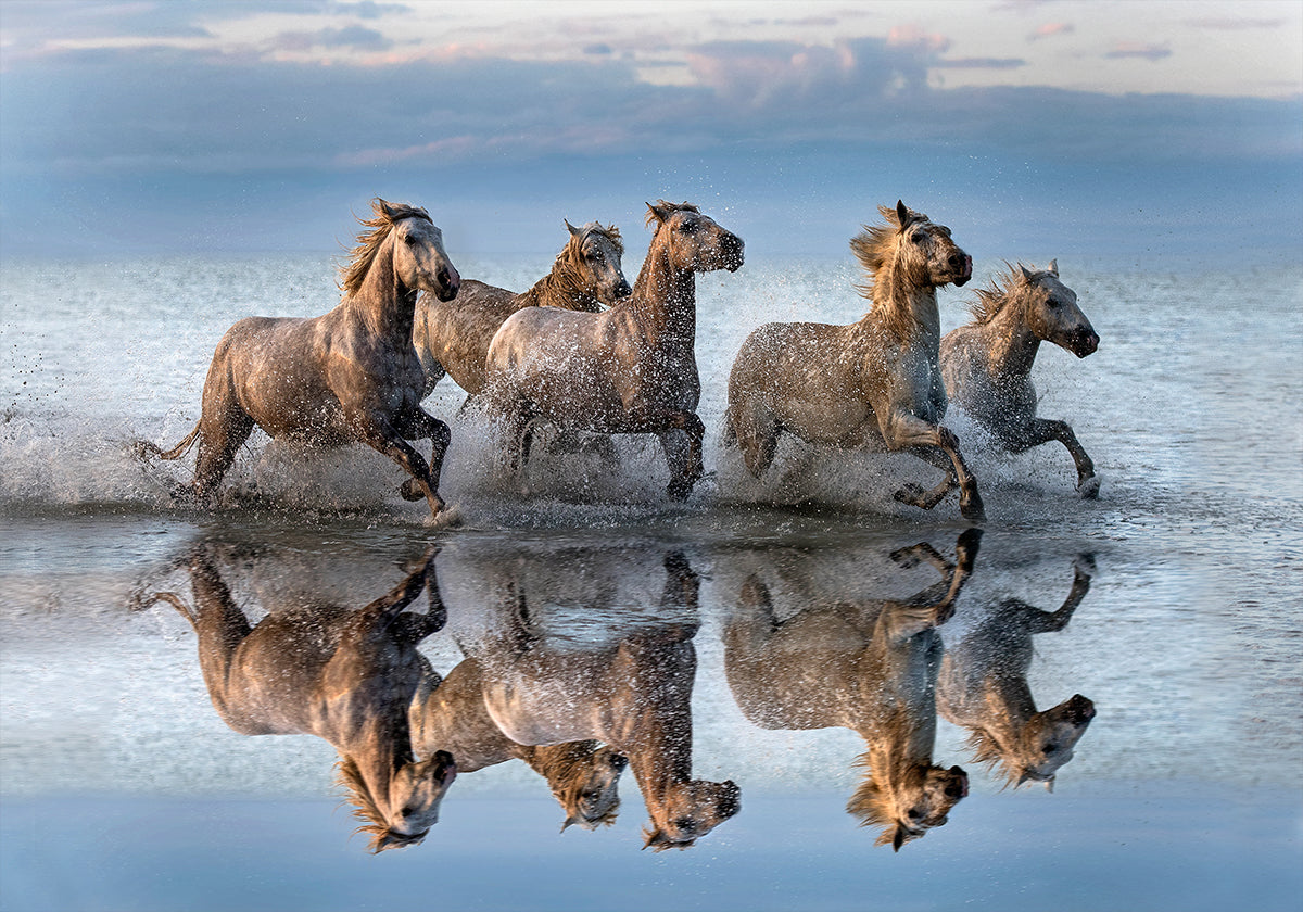 Paarden en reflectie