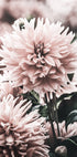Dahlia Plakat - Posterbox.no