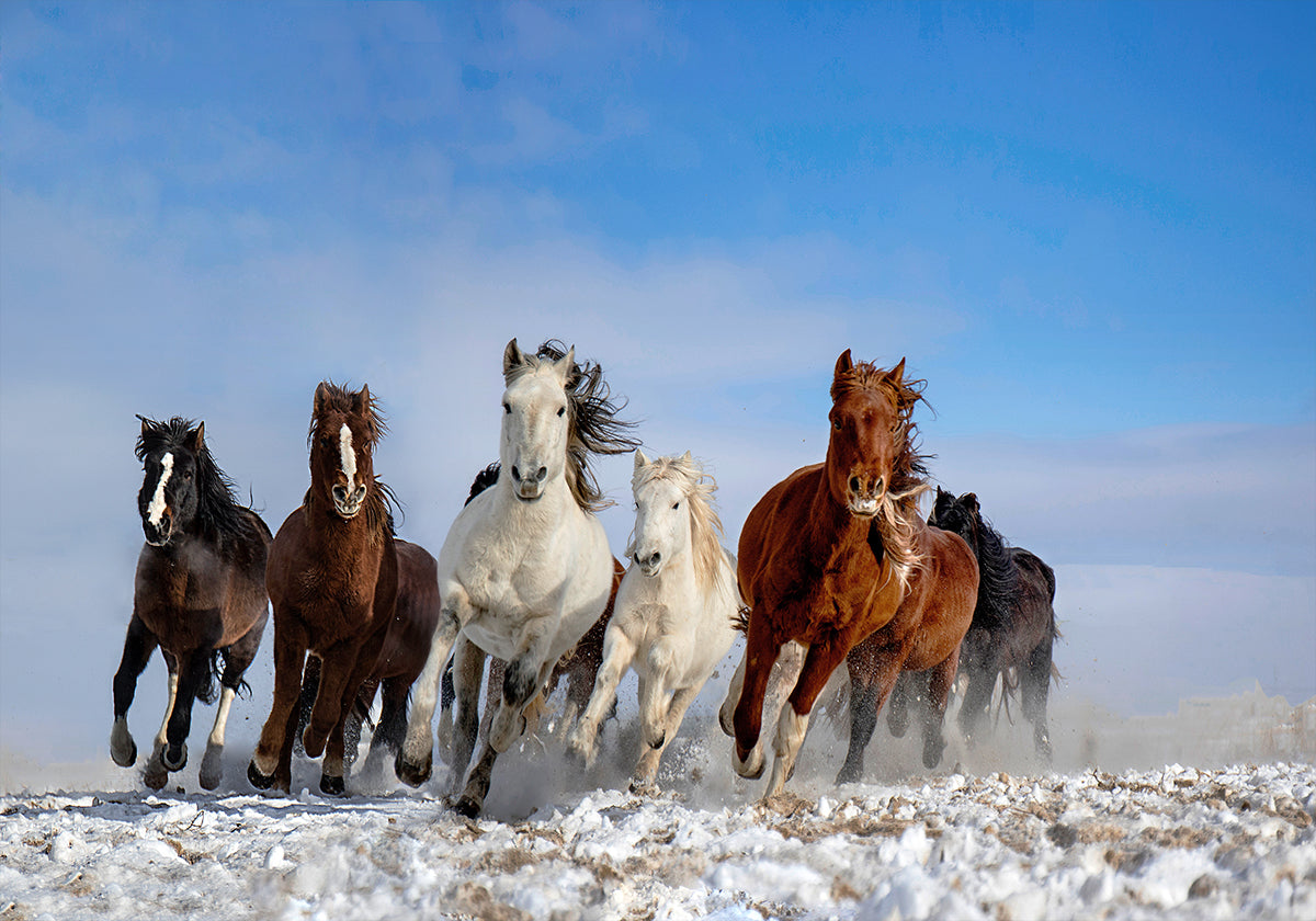 Mongoolse paarden