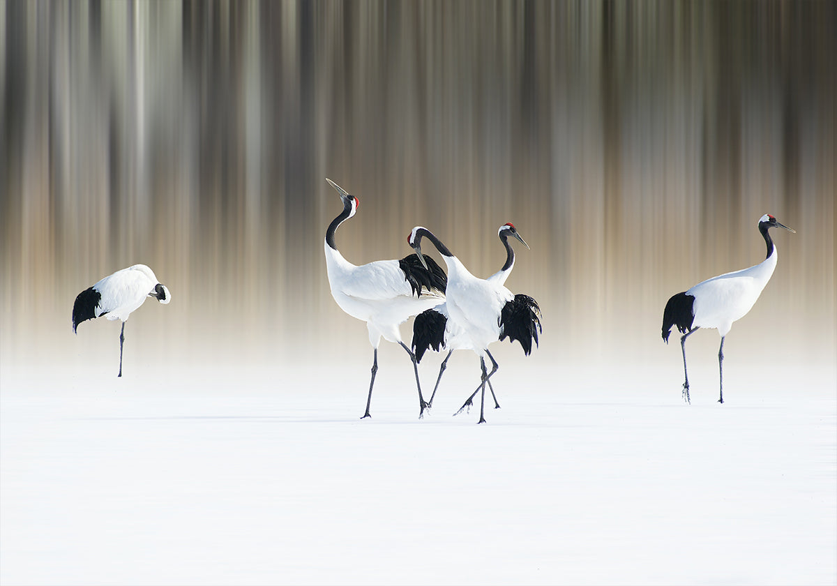 Poster met rode kuif witte kraanvogels