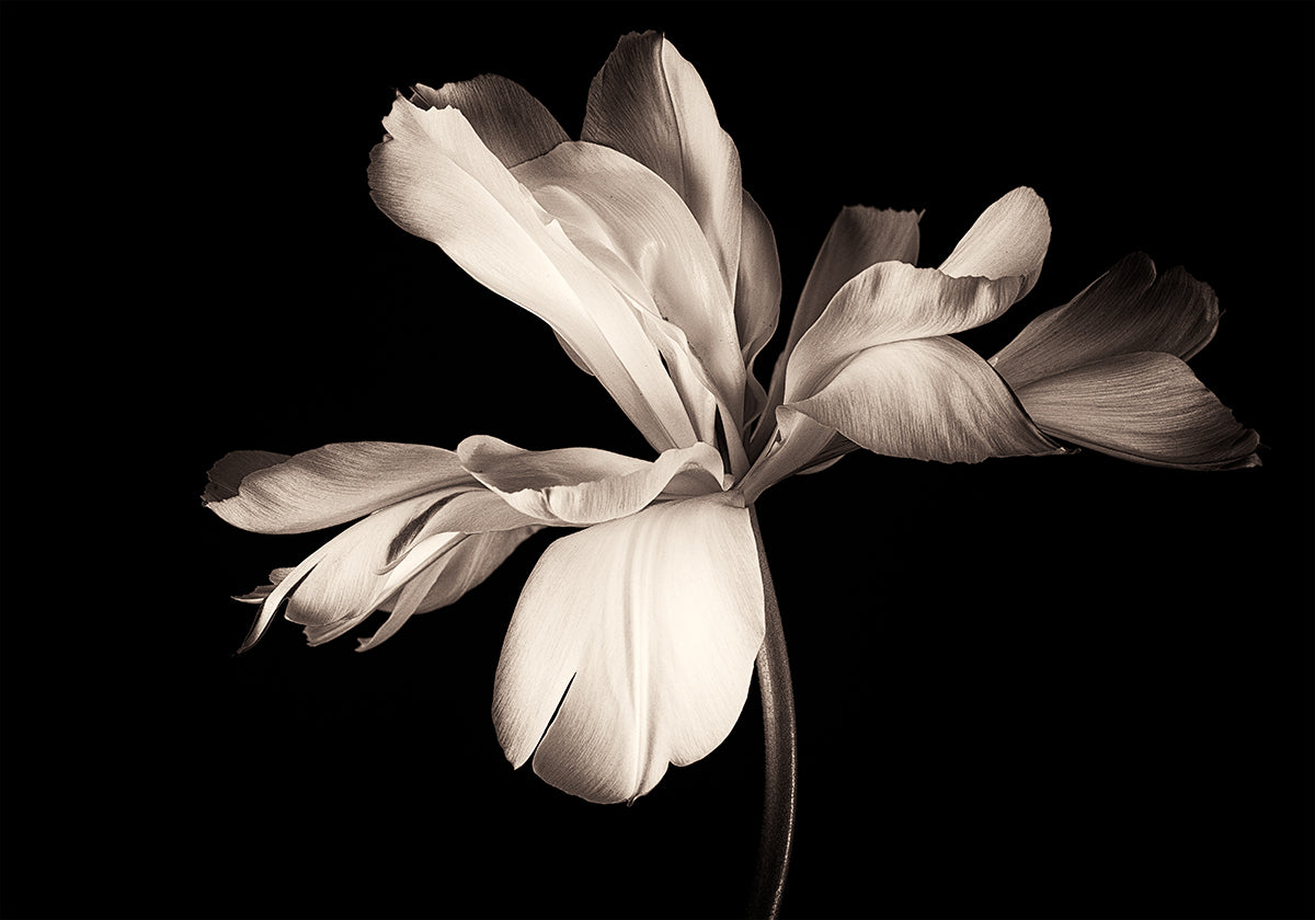 Tulp exotische keizer poster
