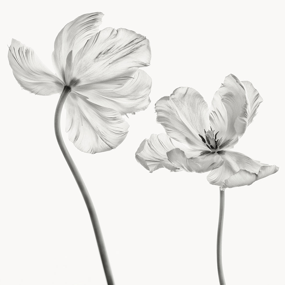 Dezelfde tulpenposter