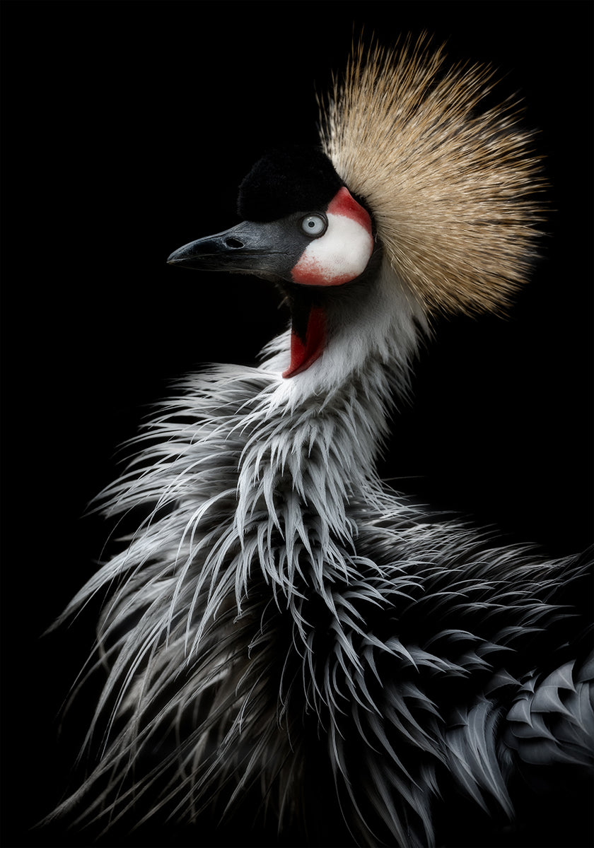 Portret van de gekroonde kraanvogel