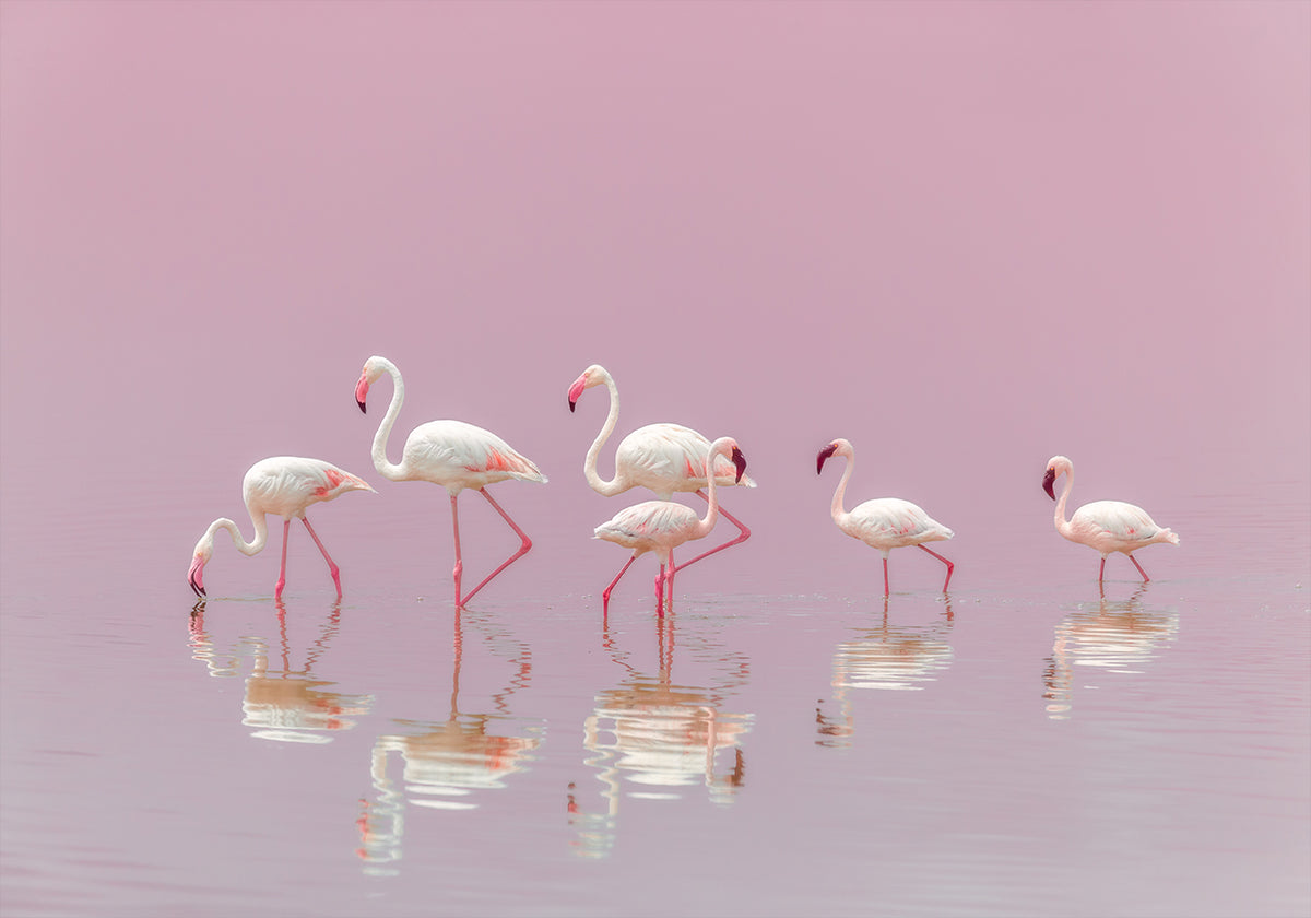 Flamingo's-poster