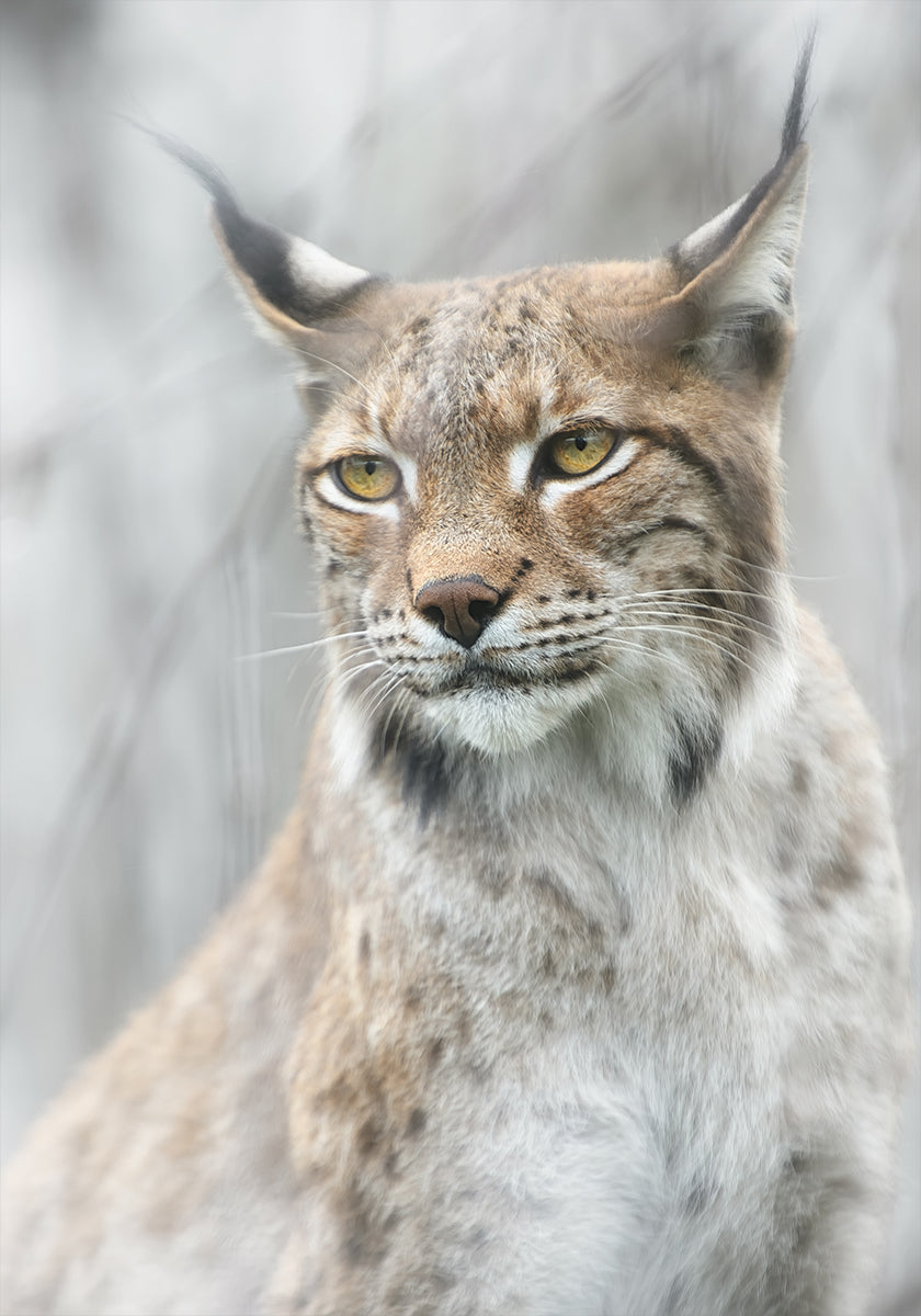 Lynxportret in de mistposter