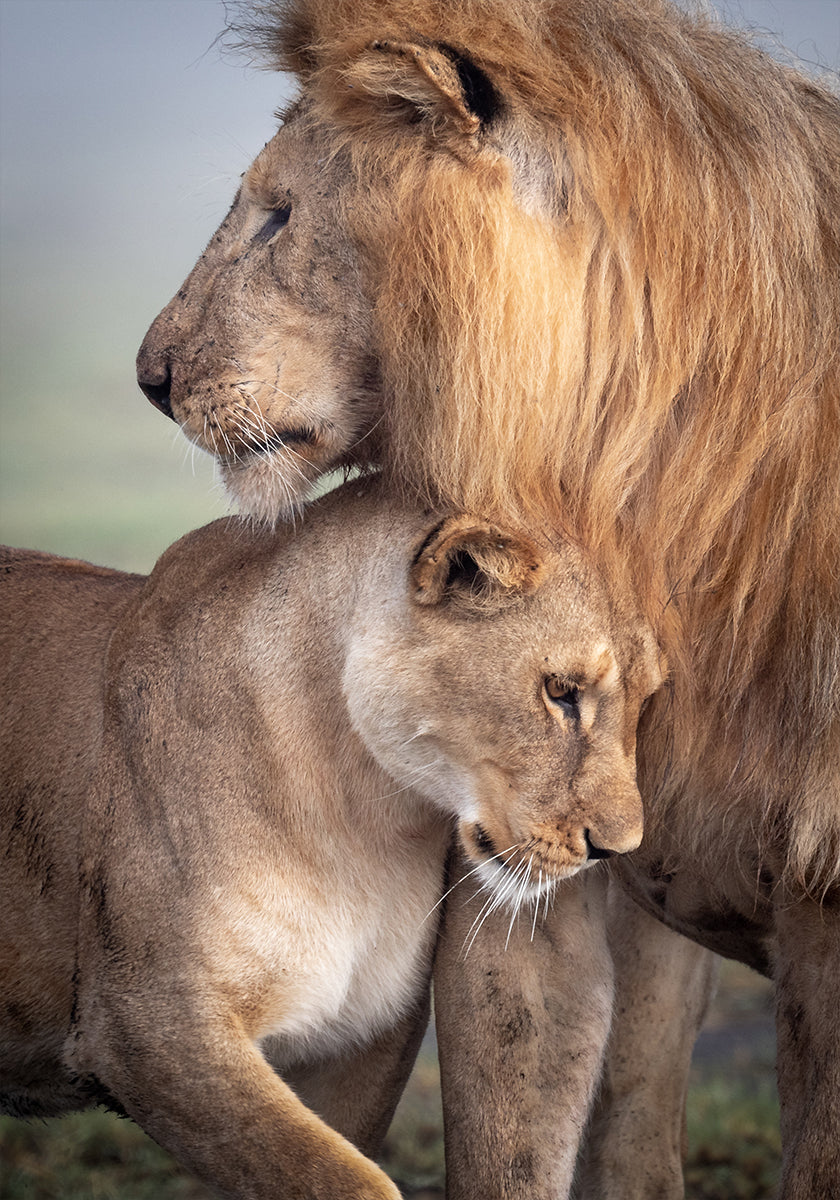 Wilde liefde-poster