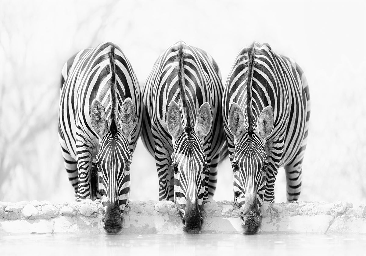 Zebra's affiche