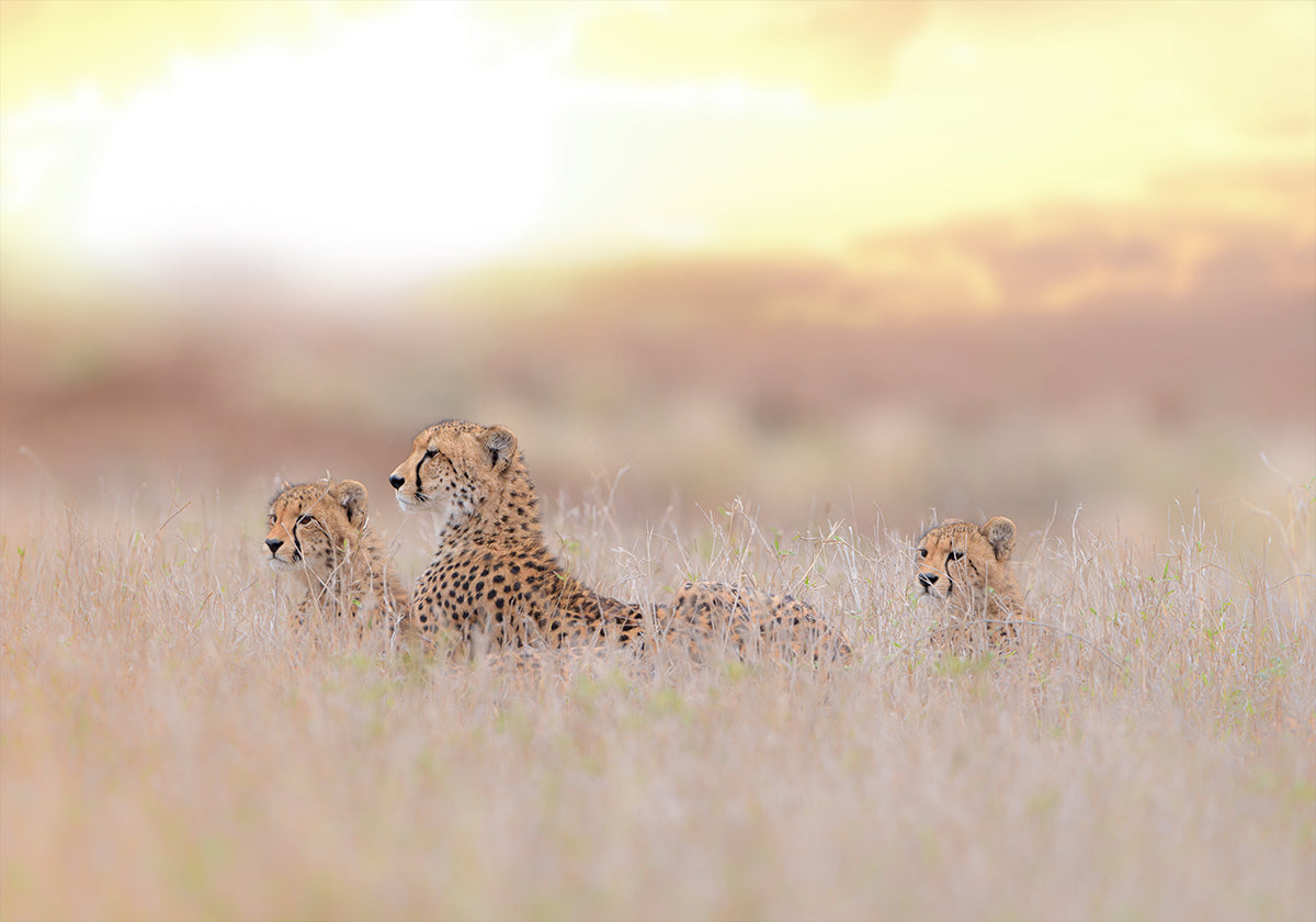 Cheetah familie poster