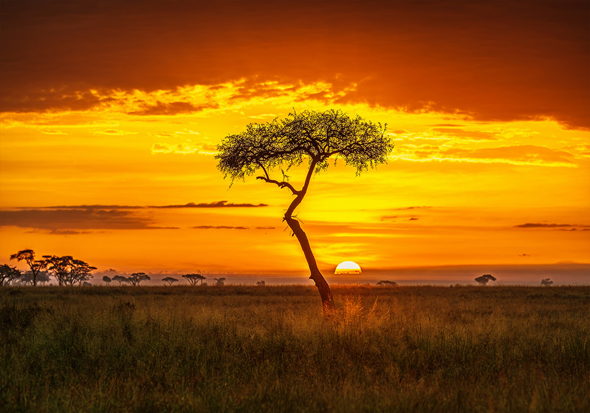 Primordiaal Afrika Poster