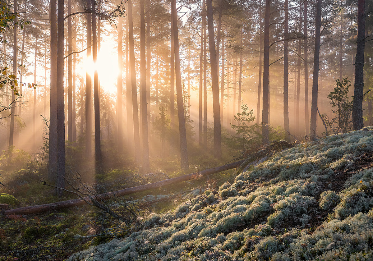 Mist in het bos met wit mos op de voorgrond Poster