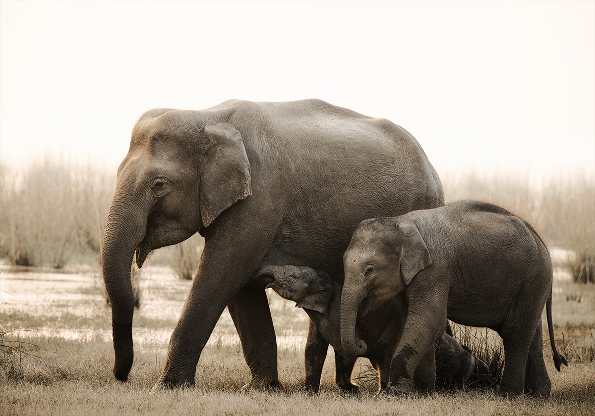 familieportret-poster