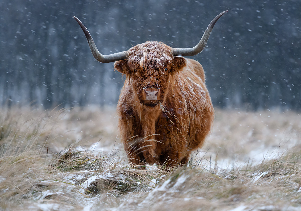 Besneeuwde Highland-koe