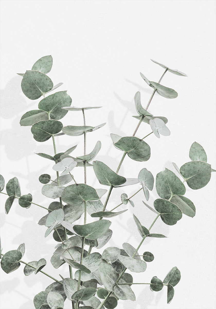 Eucalyptus Creatieve 16 Poster