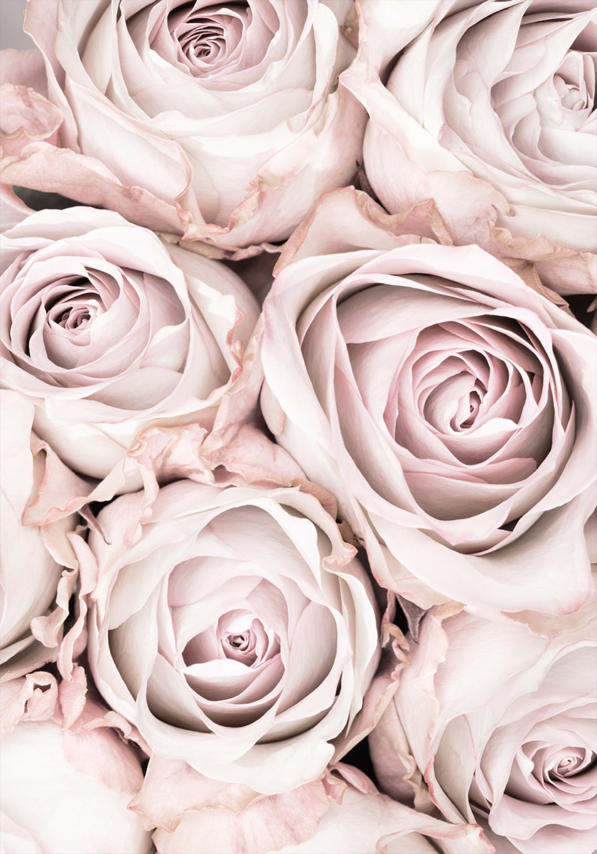 Roze rozen nr. 01