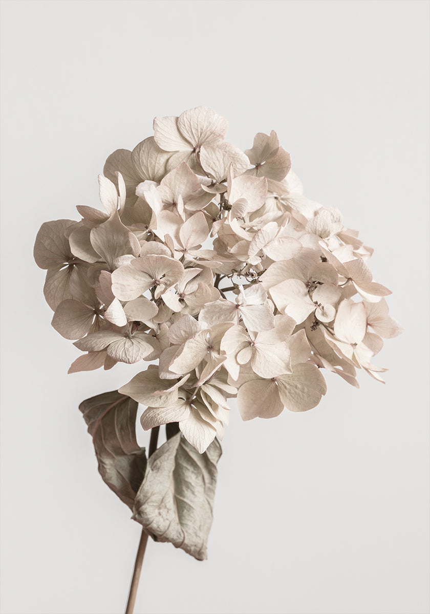 Beige gedroogde bloemposter
