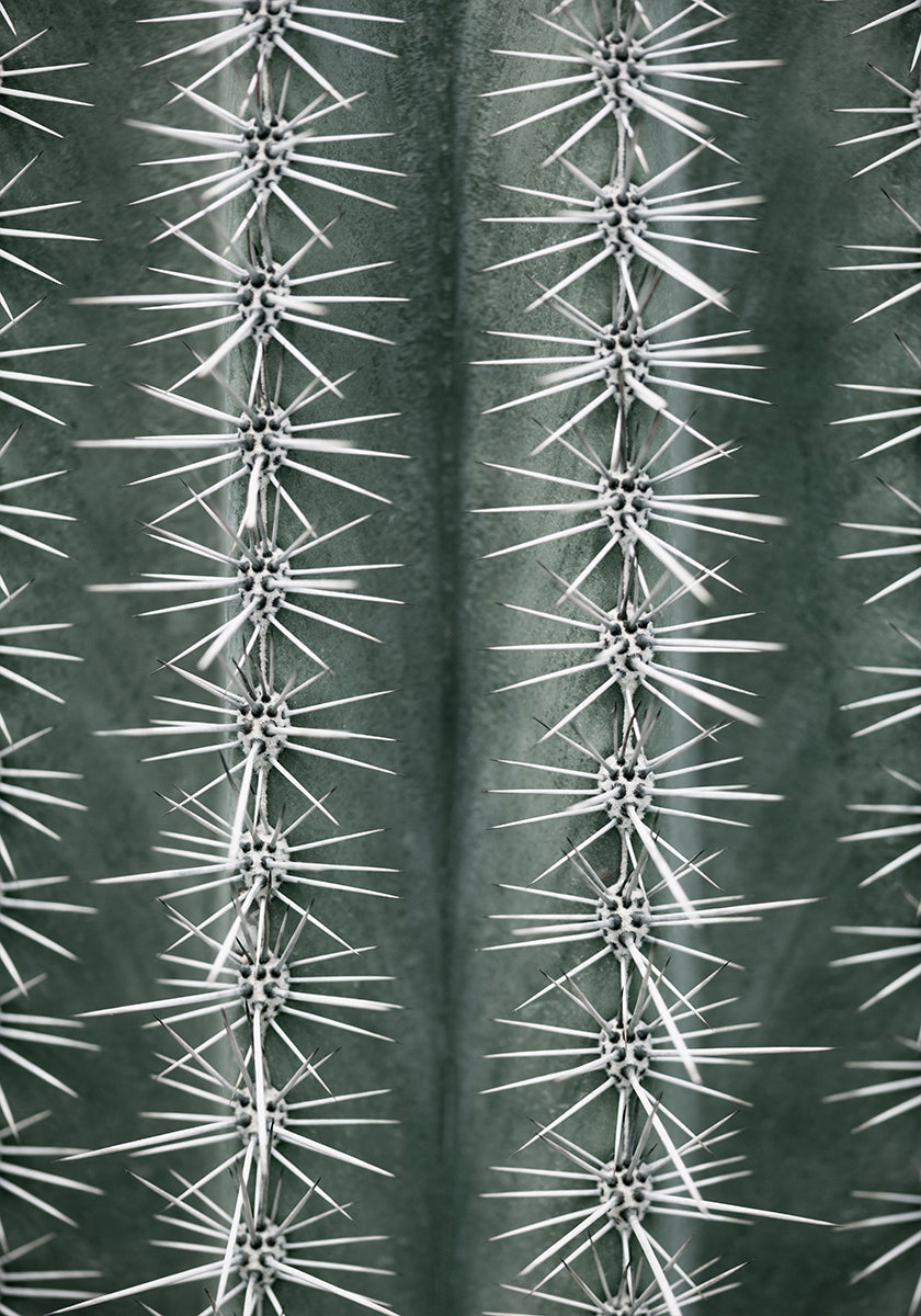 Cactus green Plakat