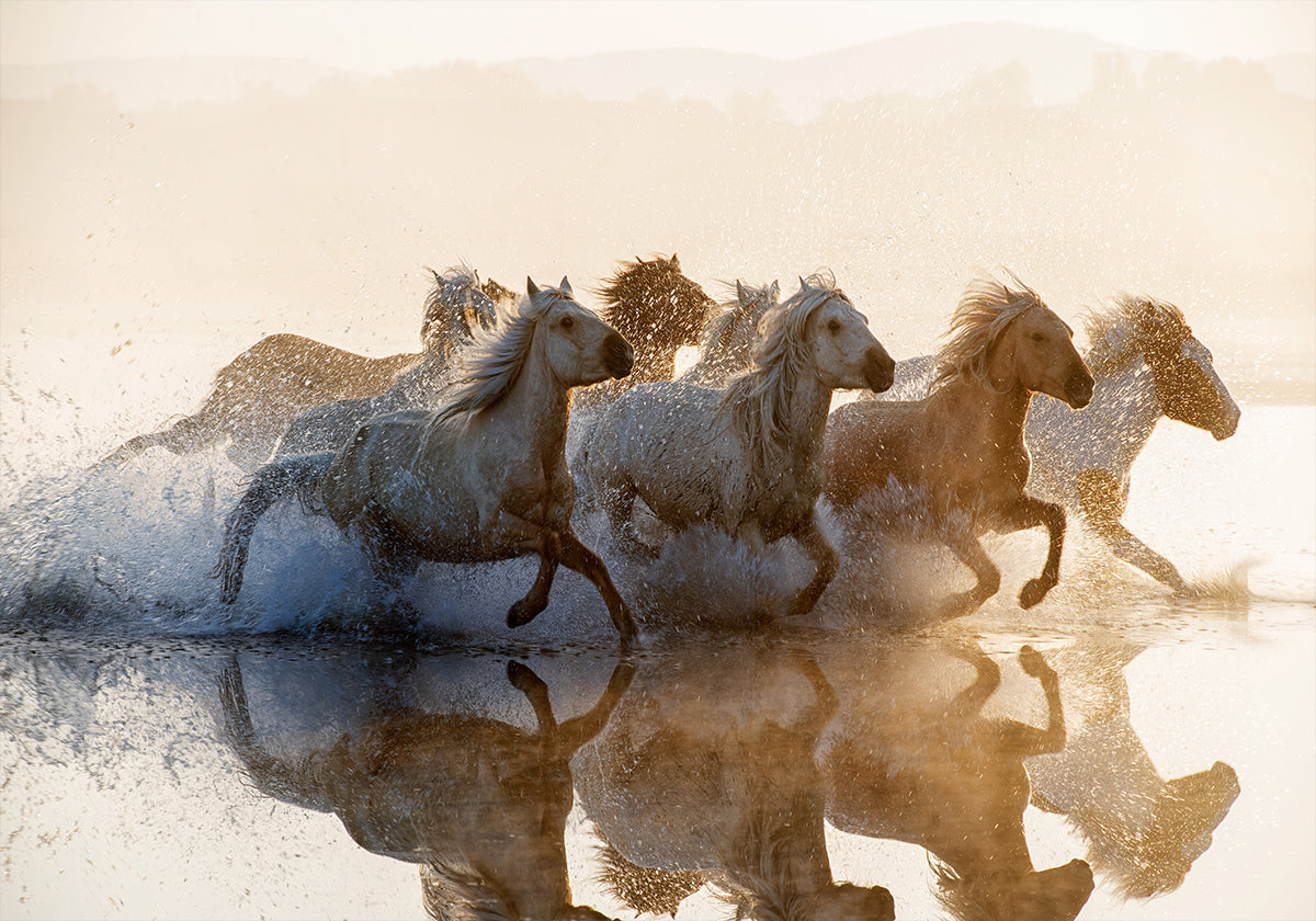 Paarden-poster