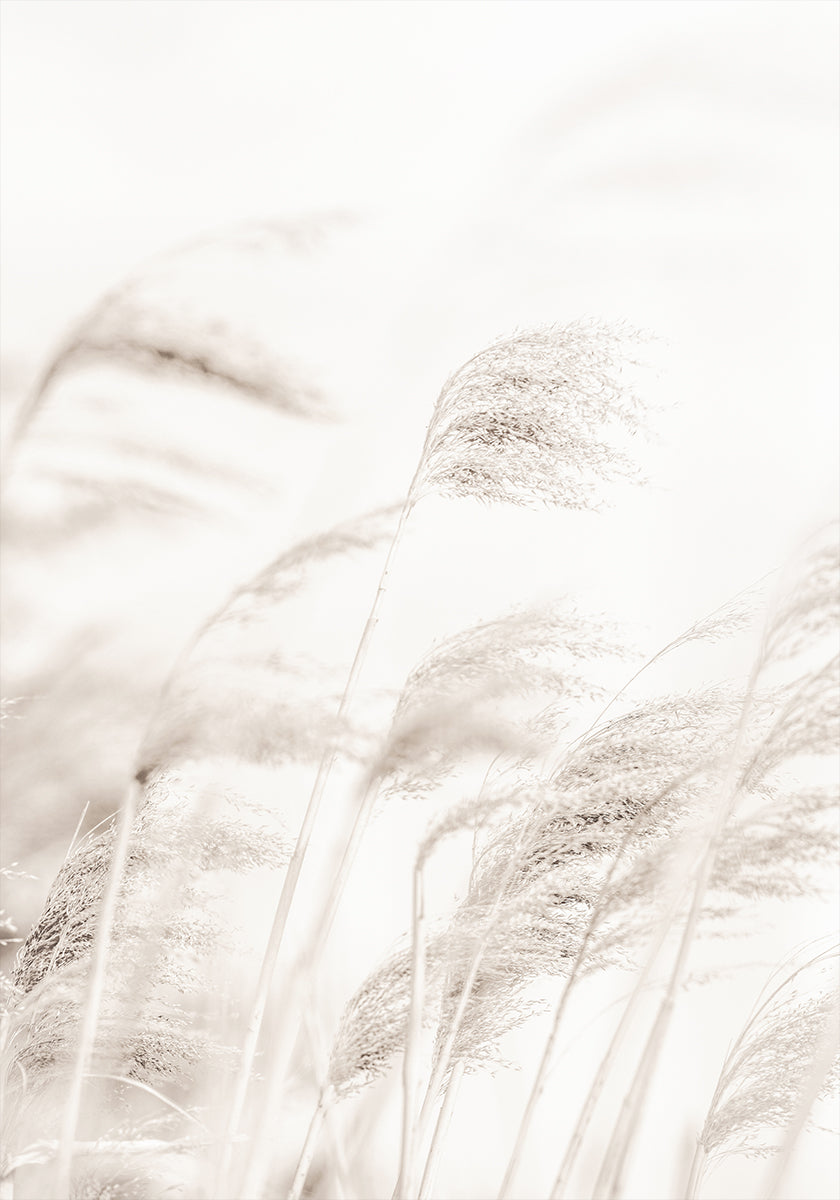 REED-poster