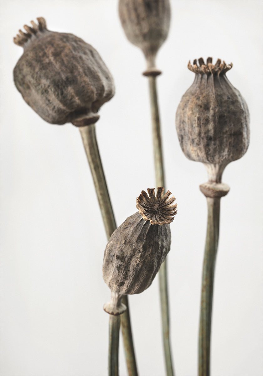 Gedroogd_006