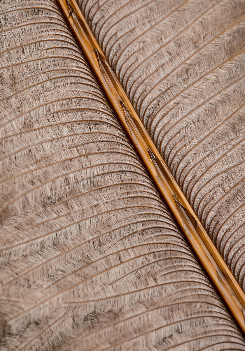 Feather_007-poster