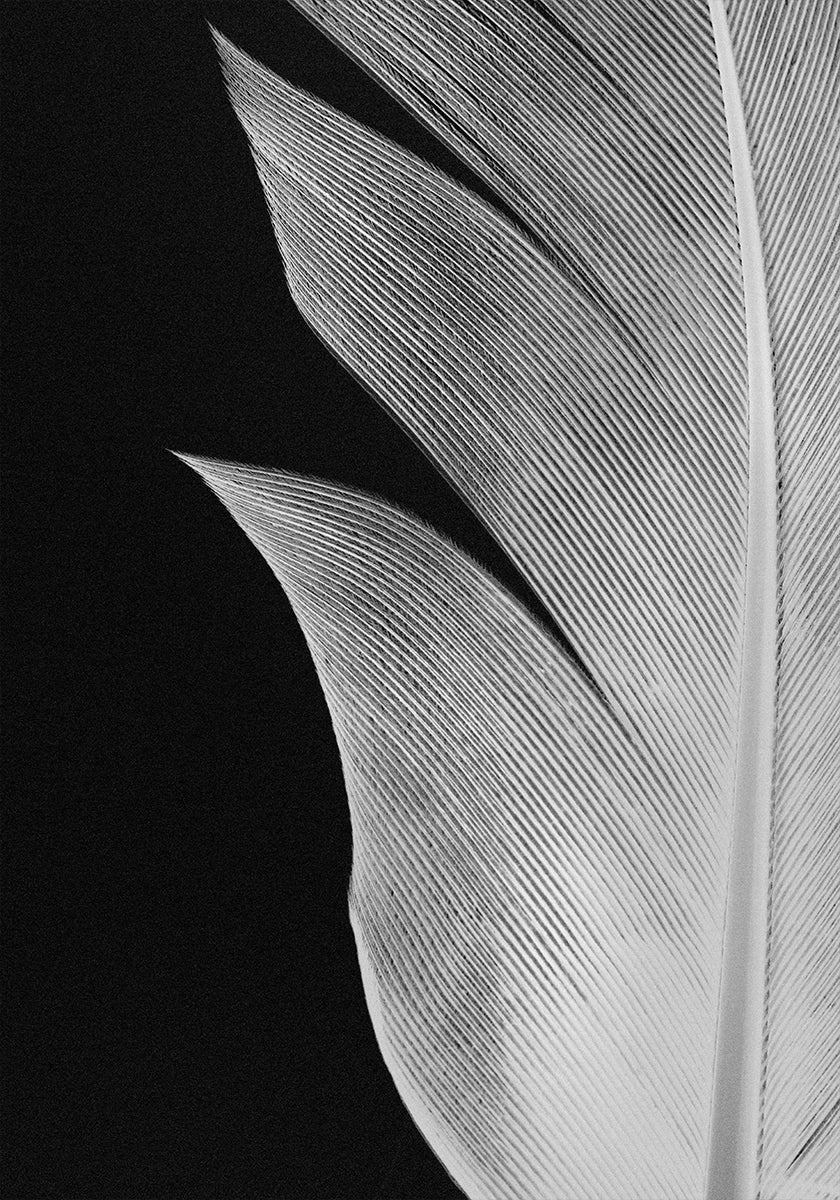 Feather No.5 Plakat