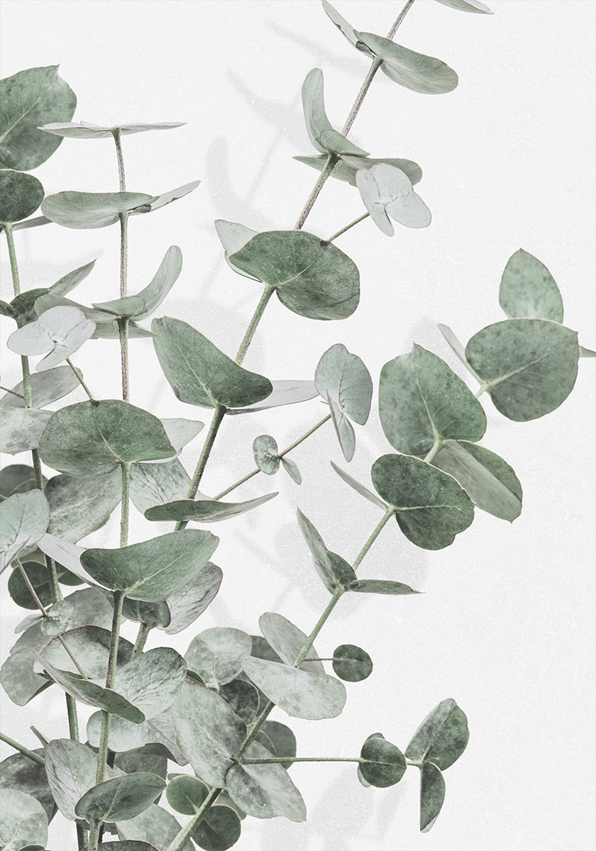 Eucalyptus No.2 Plakat