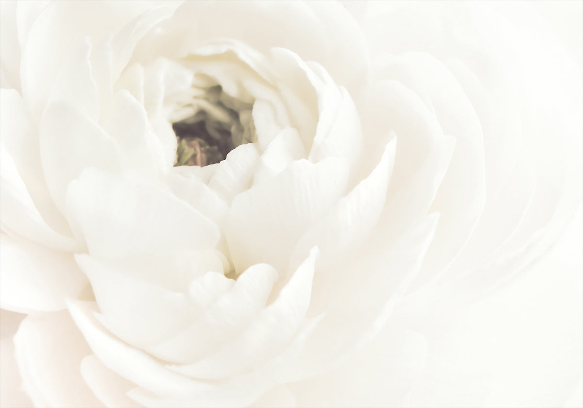 White Flower Plakat