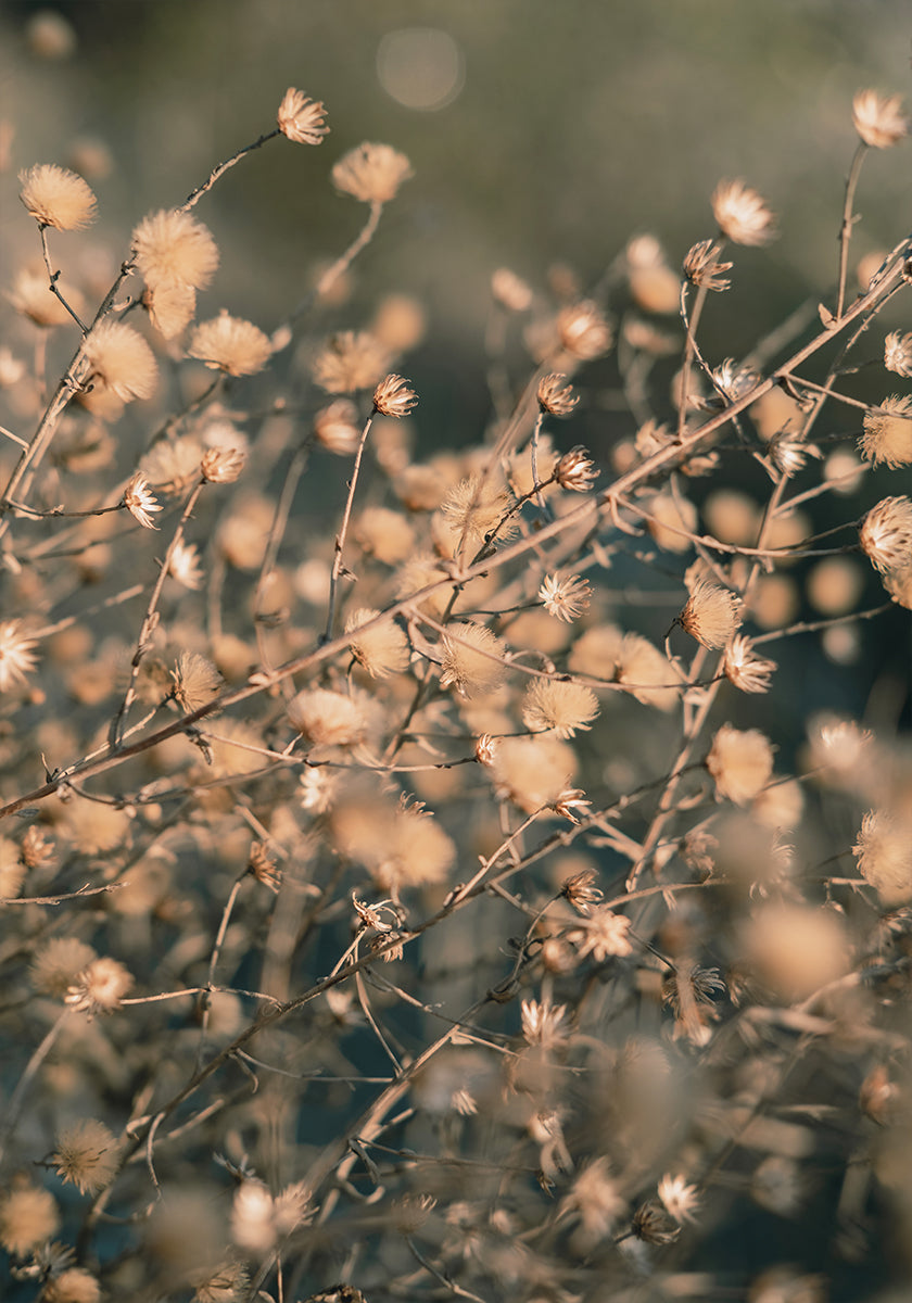Strandbloemen_003 Poster